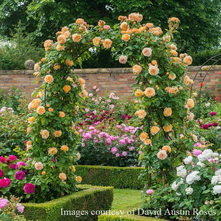 バラ苗クラウンプリンセスマルガリータ