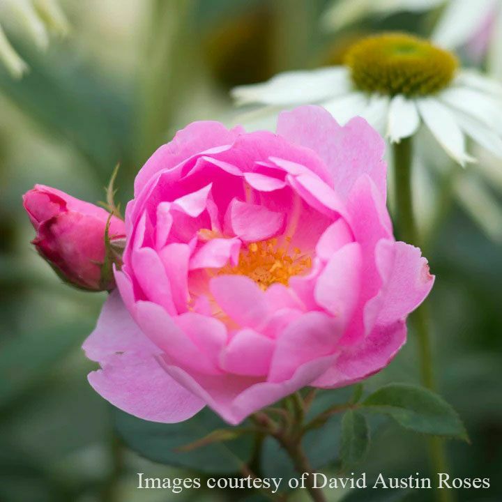 バラ苗 A12 バラ苗 A12