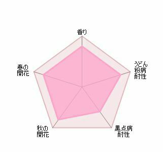 バラ苗スカイラーク