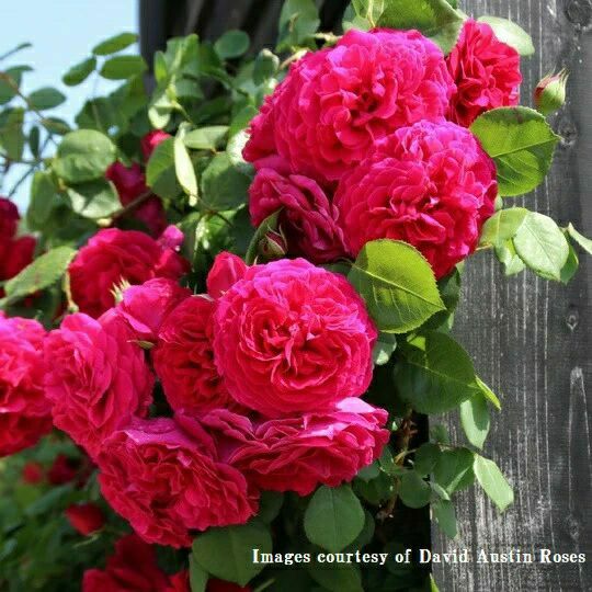 バラ苗テスオブザダーバービルズ