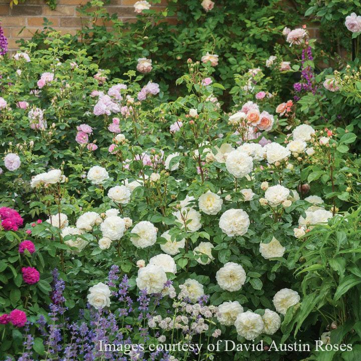 バラ苗トランクウィリティー