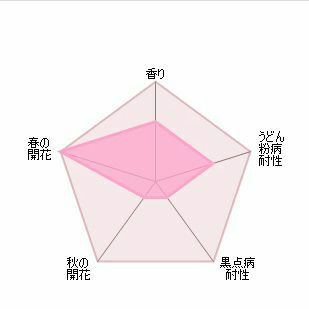 バラ苗トランクウィリティー