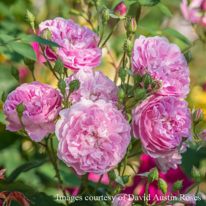 バラ苗ハーロウカー