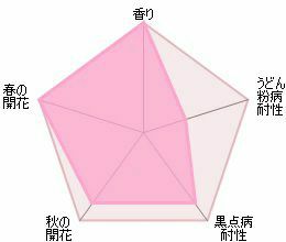 バラ苗ハーロウカー