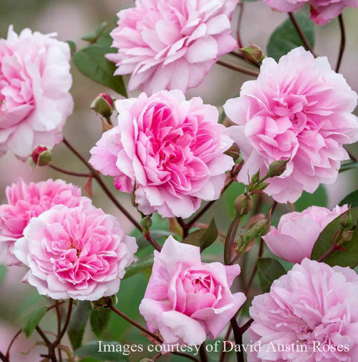 バラ苗メアリーディレイニー