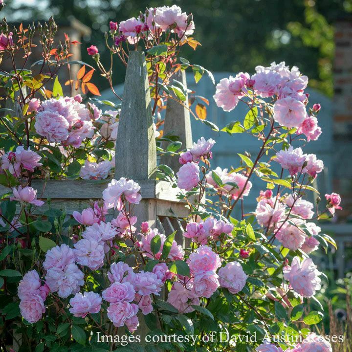 バラ苗メアリーディレイニー