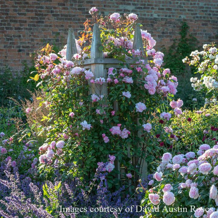 バラ苗メアリーディレイニー