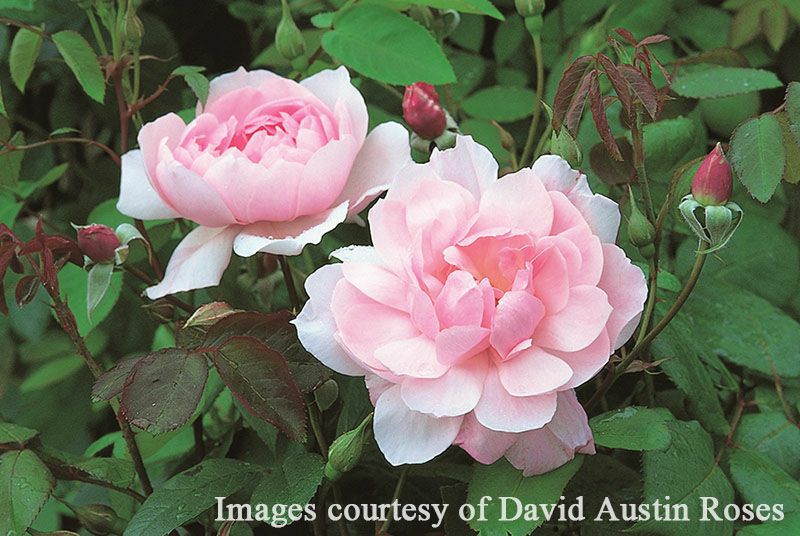 予約苗 バラ苗 【メアリーディレイニー】 (大苗) シュラブ 半つる性
