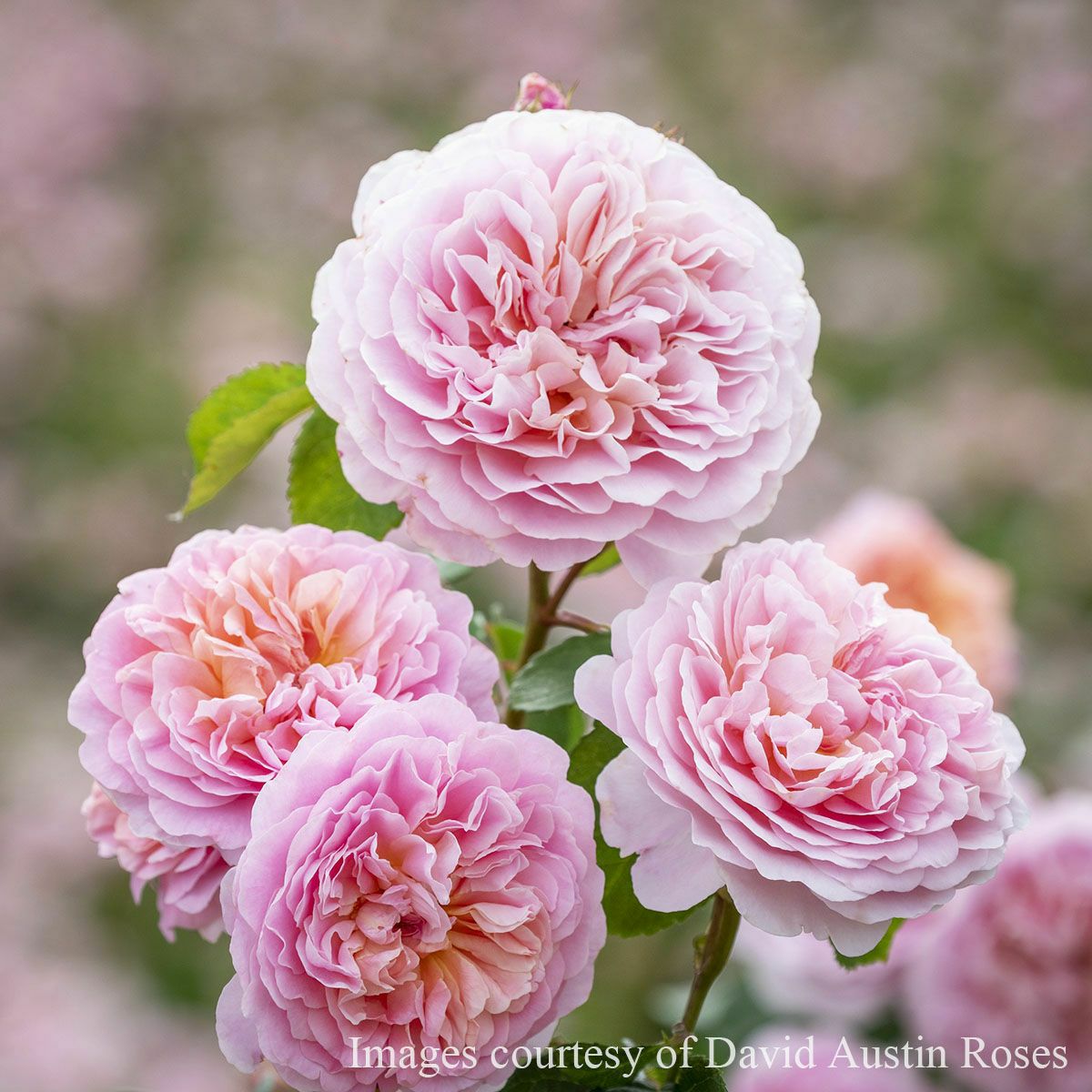 バラ苗ユーステイシアヴァイ