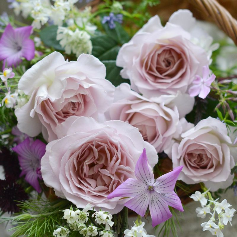 バラ苗 わ あ◯のう○ 予約苗 バラ苗 【タフタ】 (大苗裸苗) シュラブ 半つる性 四季咲き 中