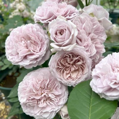河本バラ園／ローズドゥメルスリー | THE ROSE SHOP｜バラ専門店