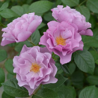 ロサオリエンティス／プログレッシオ | THE ROSE SHOP｜バラ専門