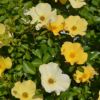 バラ苗風姿花伝 山吹