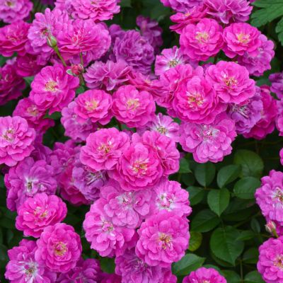河本バラ園／ローズドゥメルスリー | THE ROSE SHOP｜バラ専門店