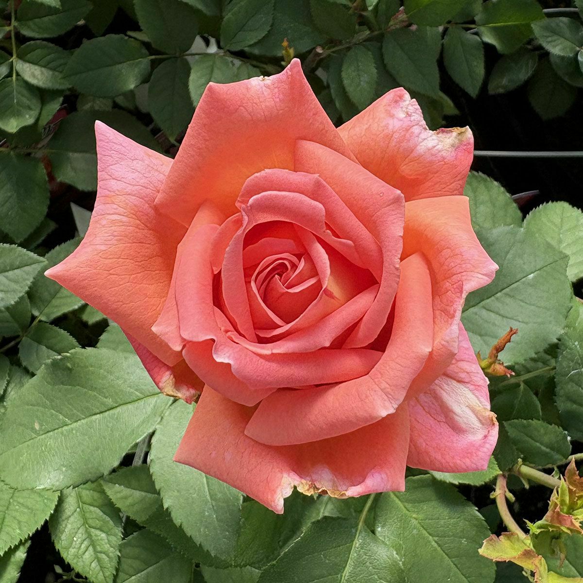 バラ苗ウェストミンスター