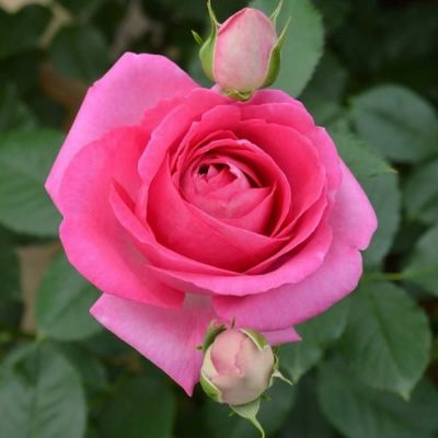 バラ苗大苗（つるバラ） | THE ROSE SHOP｜バラ専門店 ザローズ