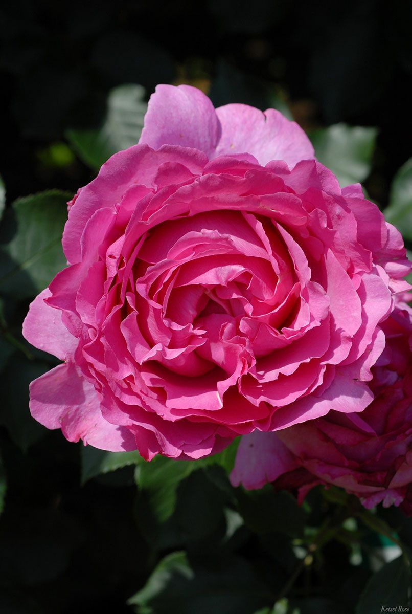 バラ苗イブピアッチェ