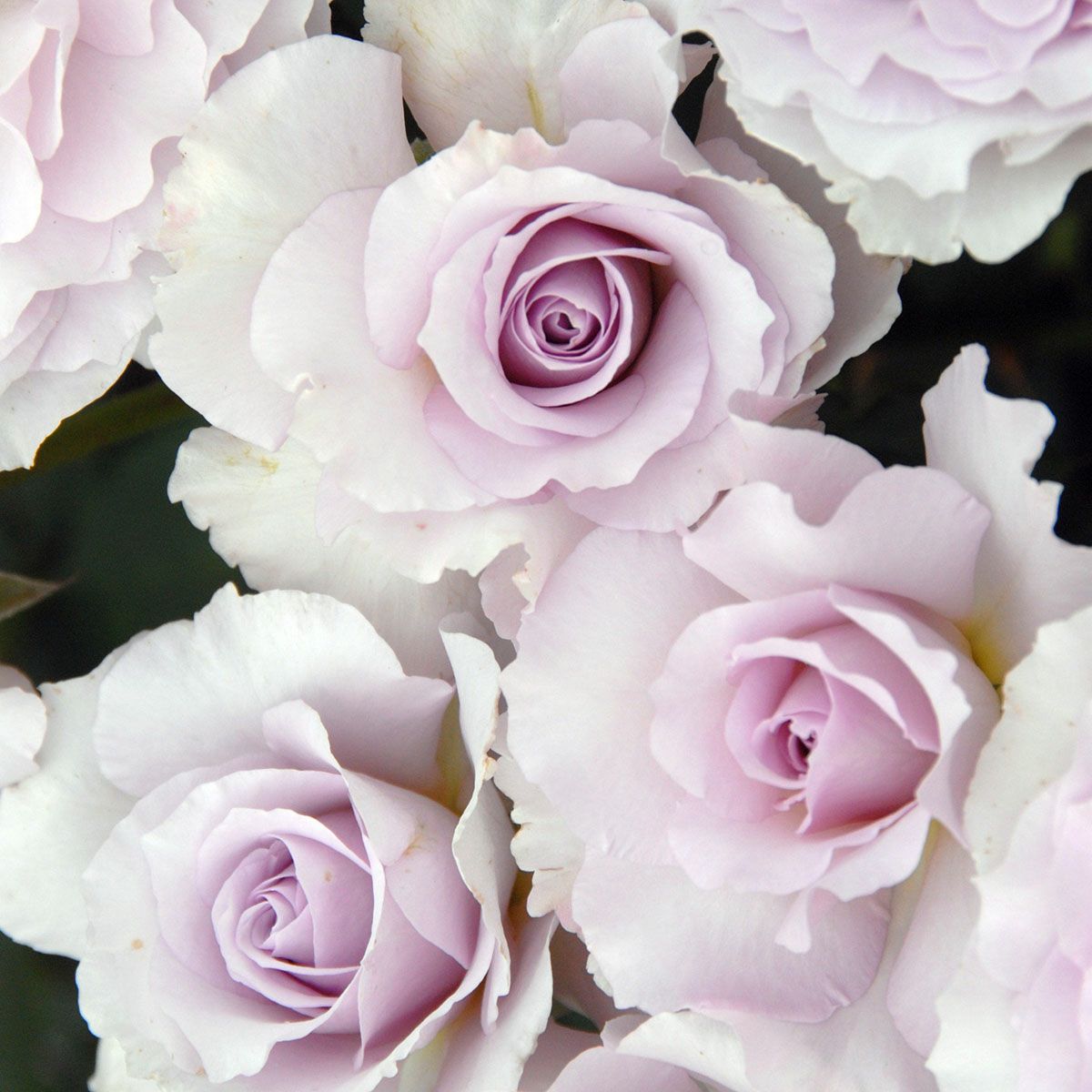 予約苗 バラ苗 【ニューウェーブ】 (大苗裸苗) ハイブリッドティー