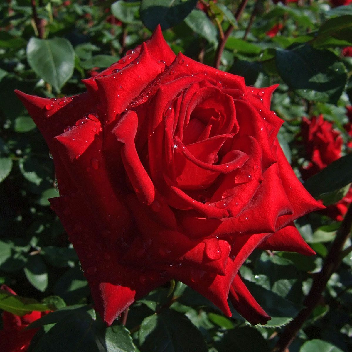 バラ苗熱情 (ねつじょう