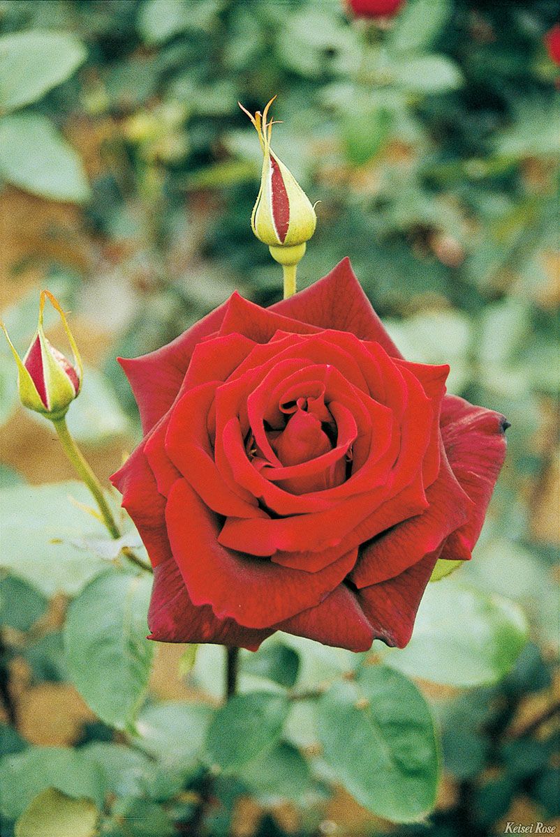  バラ苗パパメイアン