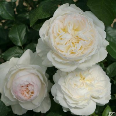 香りのバラ(強香種) | THE ROSE SHOP｜バラ専門店 ザローズ