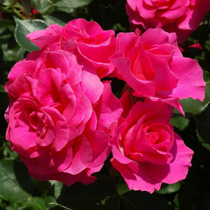 和薔薇大き苗 Amazon.co.jp: バラ苗 四季咲き性 ゼプティPVP 1株 / 国華園 25