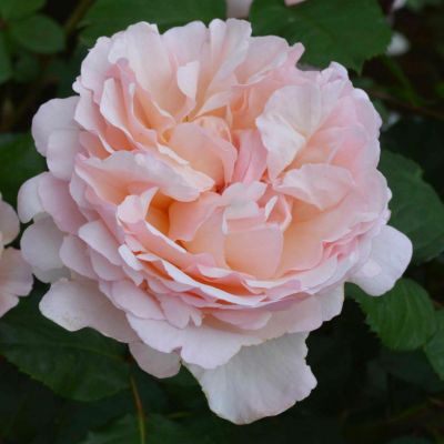 四季咲き中輪 フロリバンダ (FL) | THE ROSE SHOP｜バラ専門店