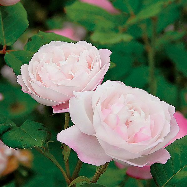 バラ苗マダムピエールオジェ