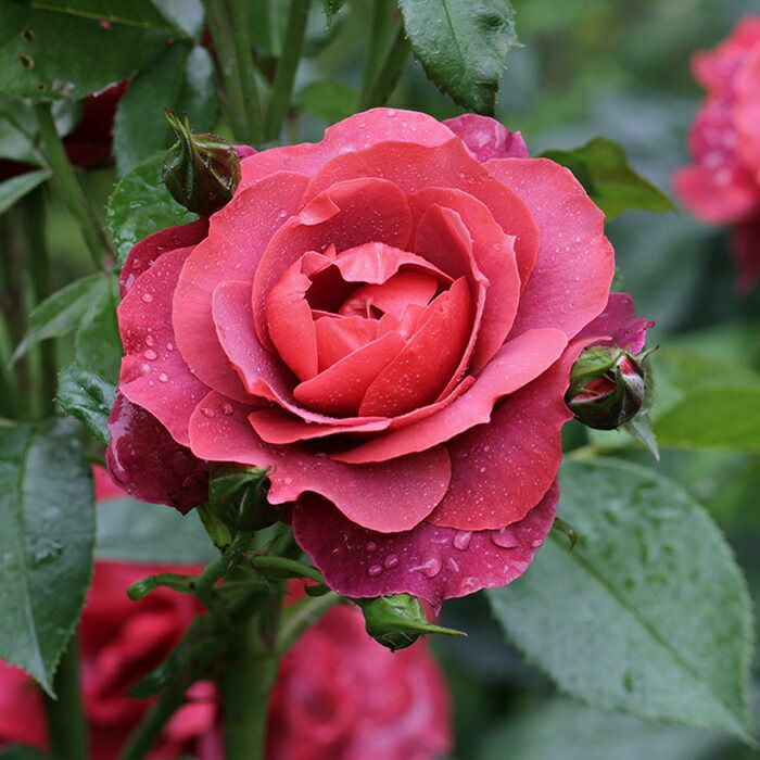 バラ苗ホットチョコレート