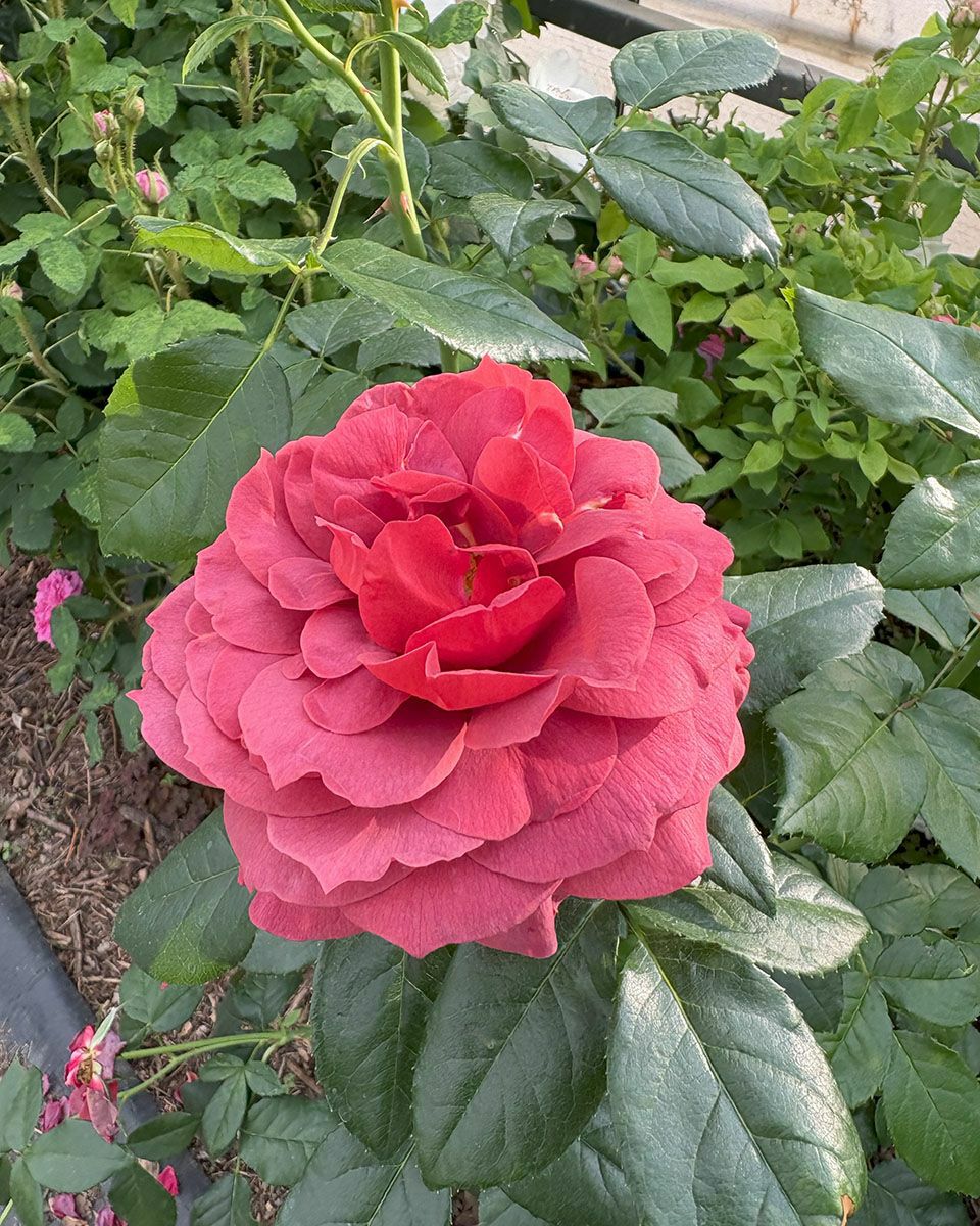 バラ苗ホットチョコレート