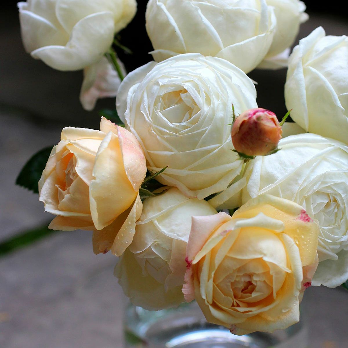 予約苗 バラ苗 【マドレーヌフェイエ】 (大苗) シュラブ 半つる性