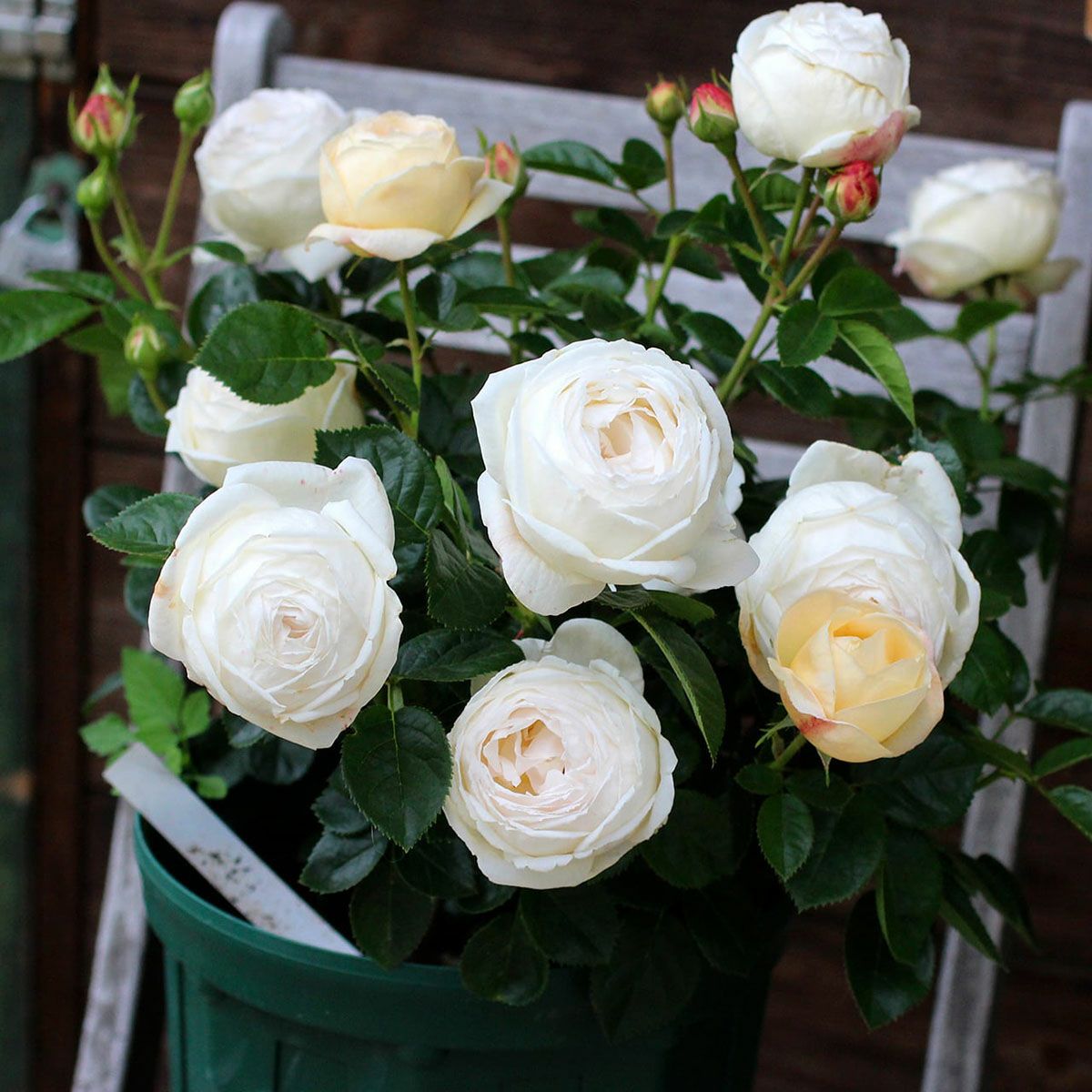 バラ苗マドレーヌフェイエ