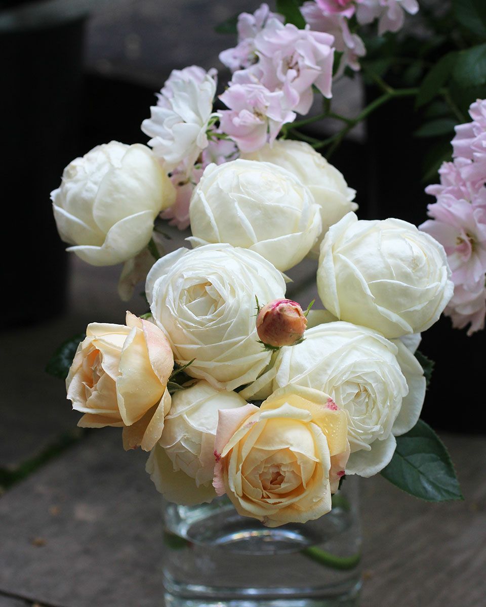 バラ苗マドレーヌフェイエ