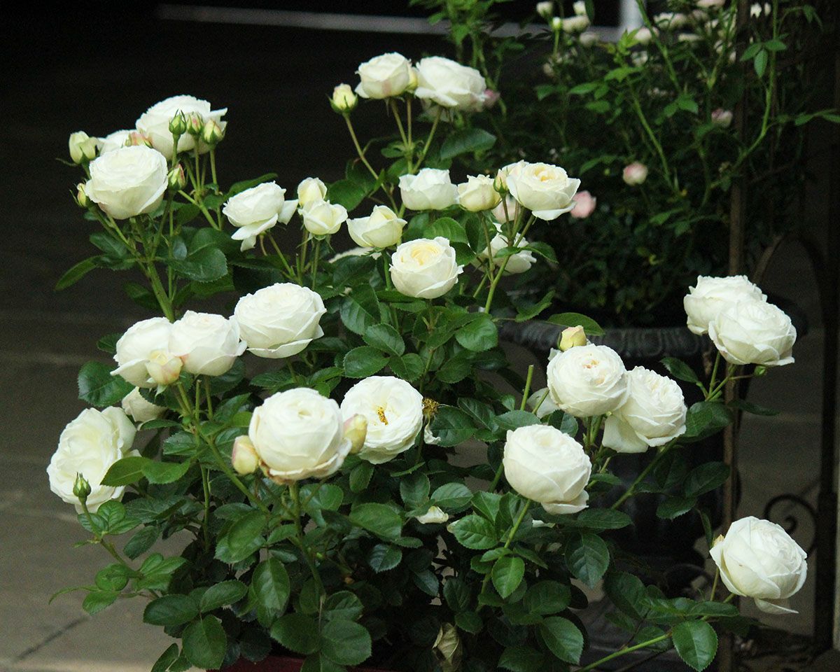 バラ苗マドレーヌフェイエ