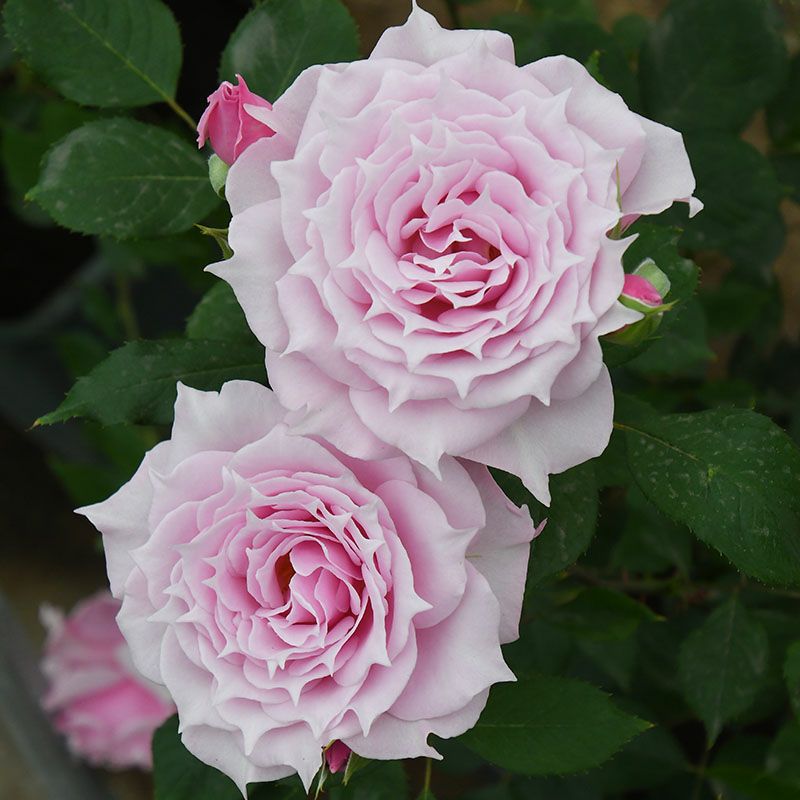 予約大苗オリジナル角鉢6号（ロサオリエンティス） | THE ROSE SHOP