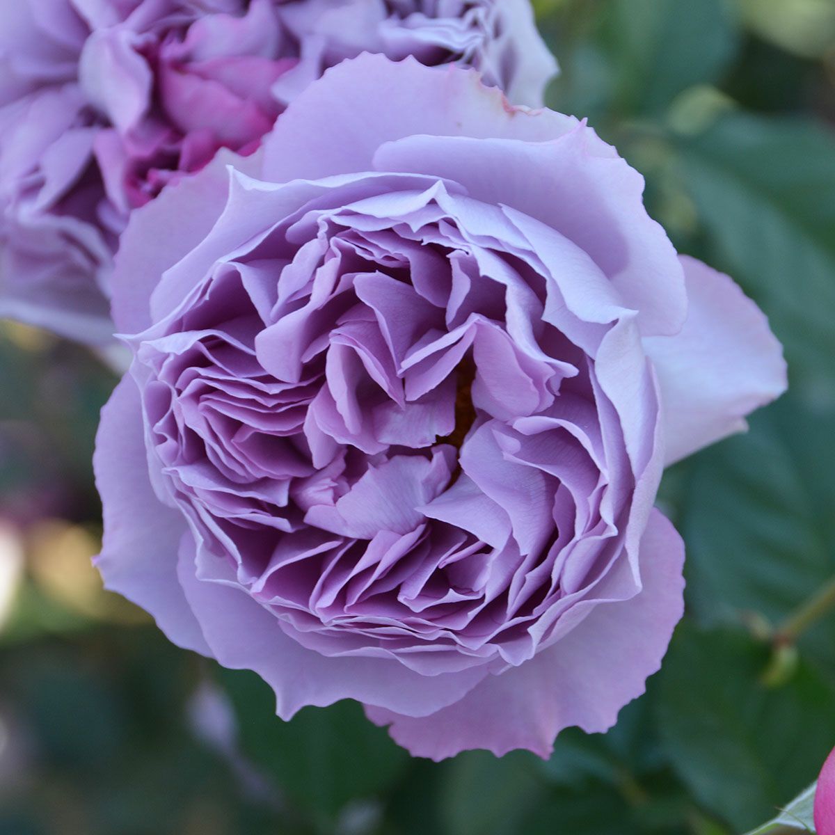 ブランドから選ぶ | THE ROSE SHOP｜バラ専門店 ザローズショップ 本店