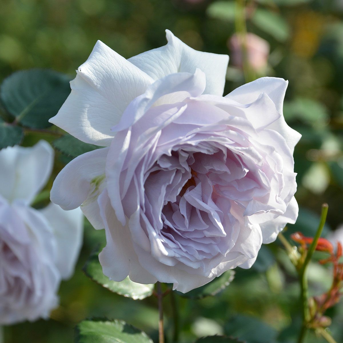 予約苗 バラ苗 【コントレイル】 (大苗) フロリバンダ 四季咲き 中輪