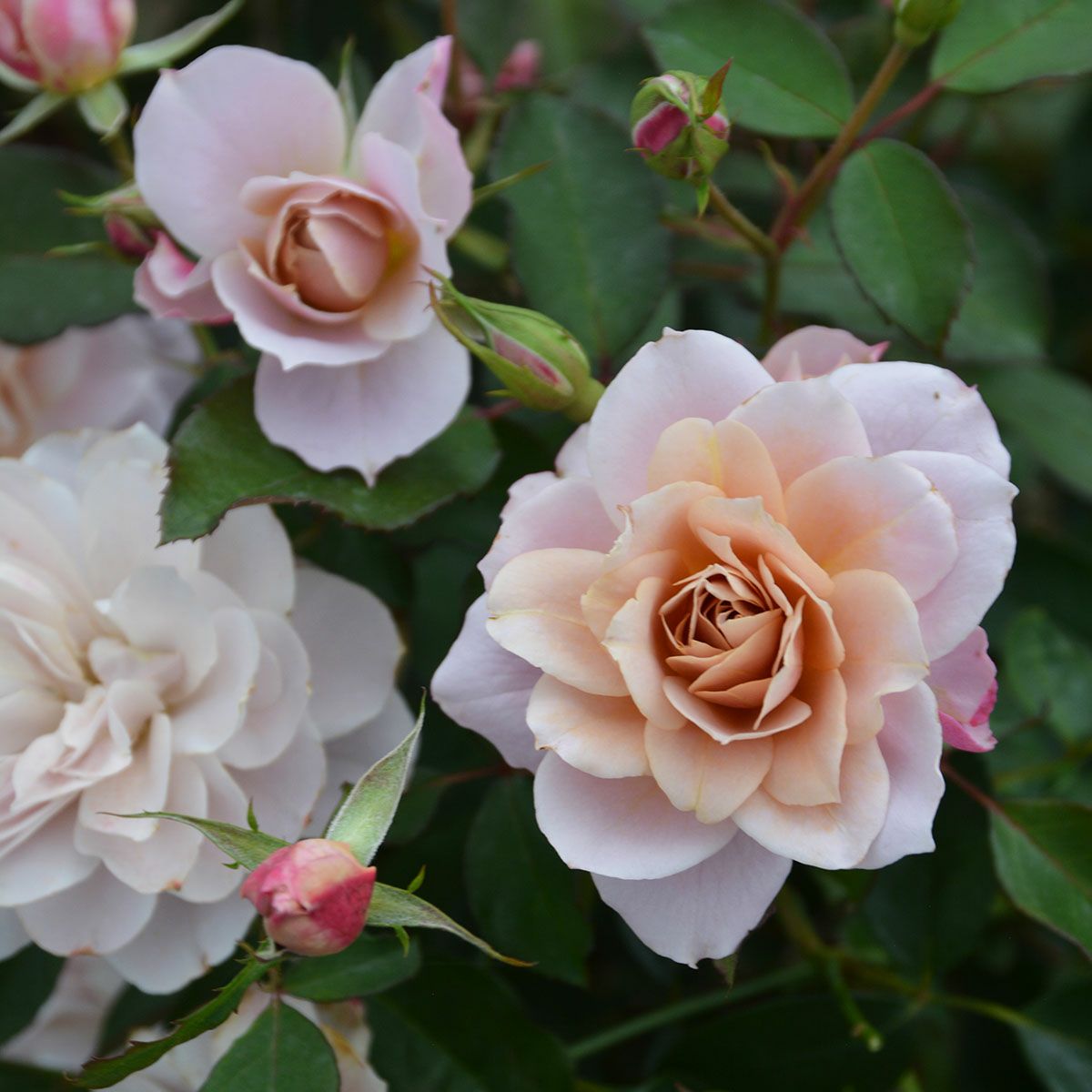 ブランドから選ぶ | THE ROSE SHOP｜バラ専門店 ザローズショップ 本店