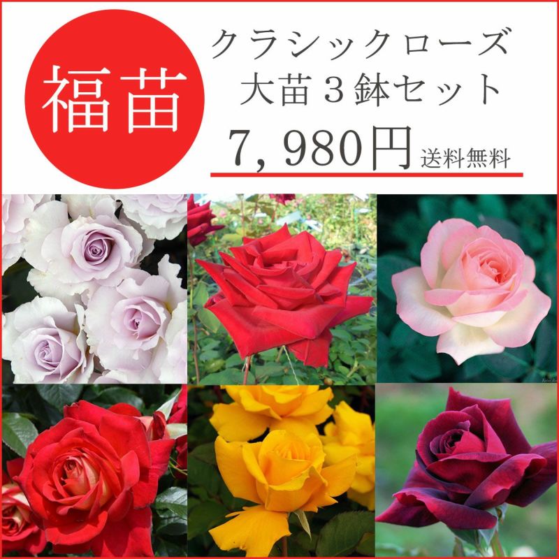 バラ苗 【2026年 福苗 クラシックな木立バラを育てる 大苗 3鉢セット