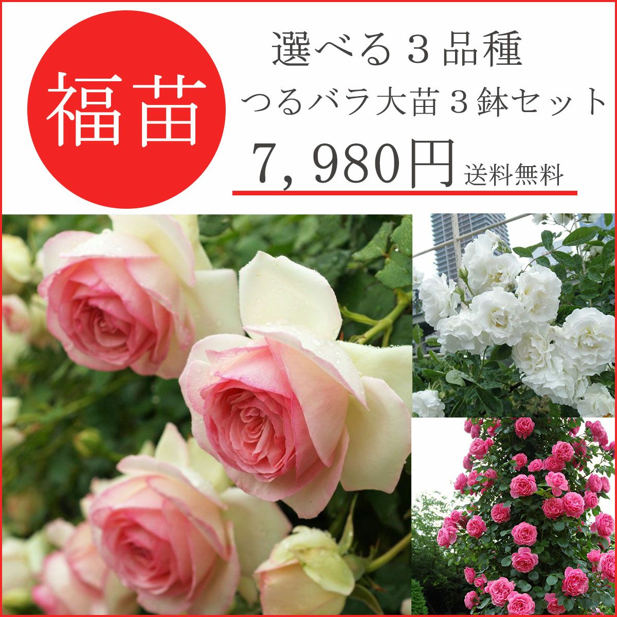 バラ苗福袋