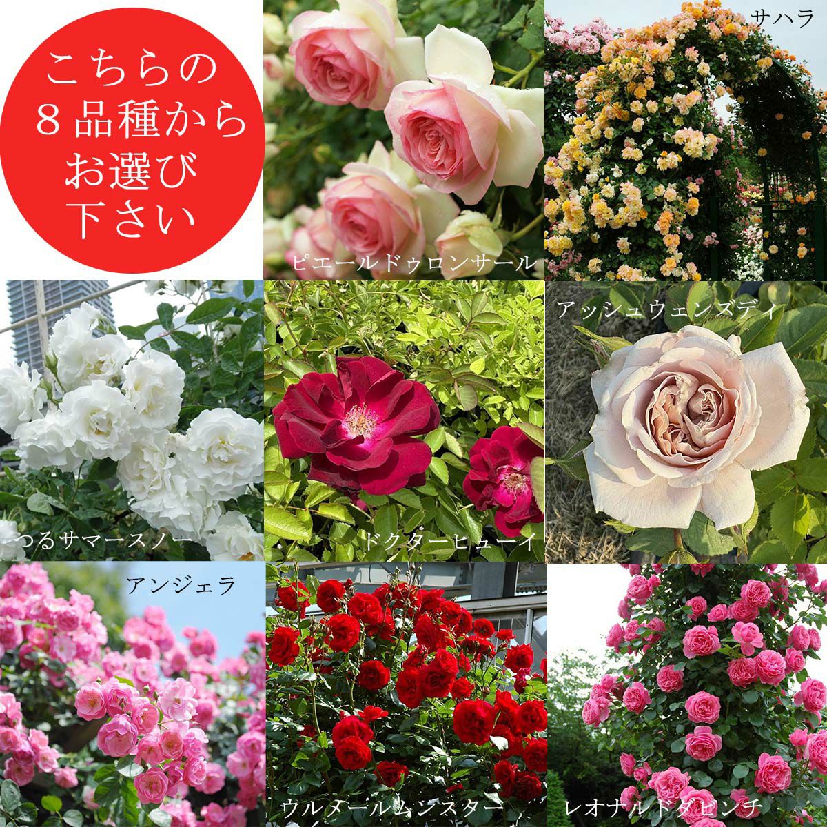 バラ苗福袋
