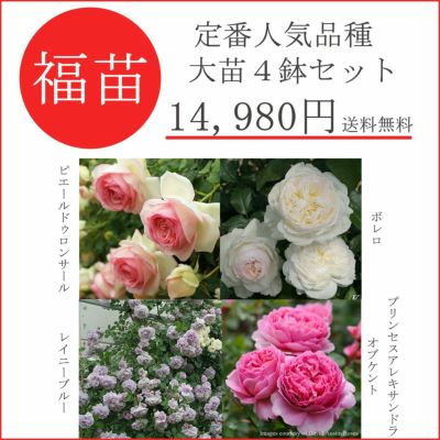 即納大苗 | THE ROSE SHOP｜バラ専門店 ザローズショップ 本店 - バラ