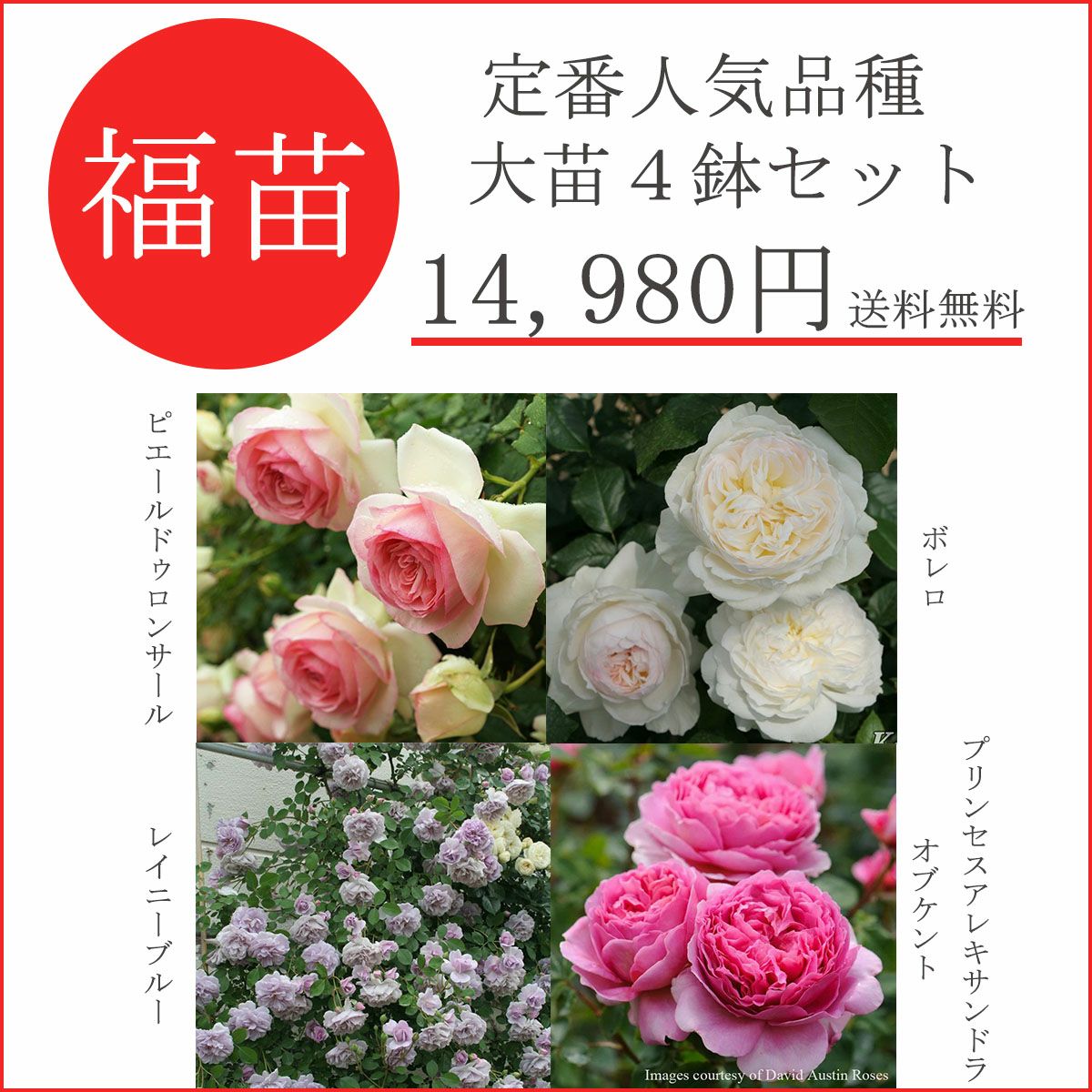 バラ苗福袋