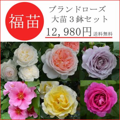 即納大苗 | THE ROSE SHOP｜バラ専門店 ザローズショップ 本店 - バラ