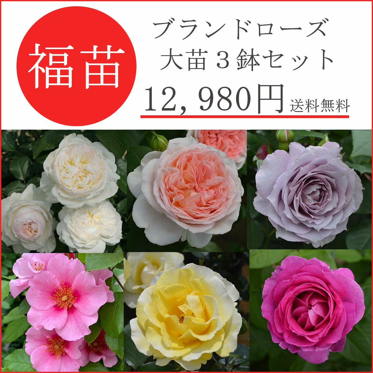 バラ苗福袋