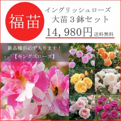 バラ苗】 | THE ROSE SHOP｜バラ専門店 ザローズショップ 本店 - バラ